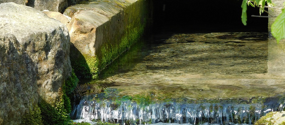 MEDIZINISCHES HEILQIGONG ÜBER DIE 12 ORGANE